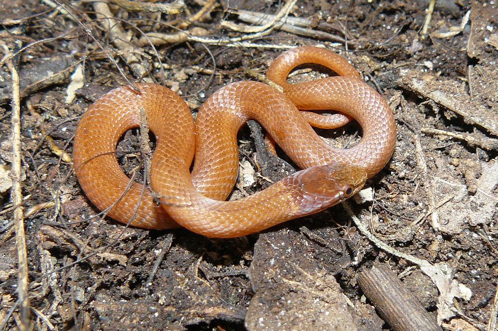 Pine wood snake (Rhadinaea flavilata), Paynes Prairie, Flo… Flickr