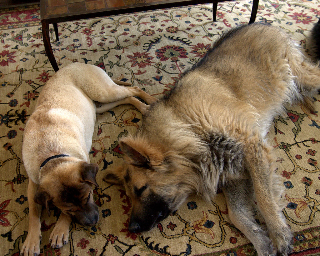 Size Comparison The smaller dog weighs about 50 lbs and th… Flickr