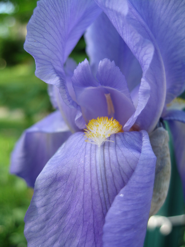 Grape Iris 2 Macro of one of the "grapesmelling" purple i… Flickr