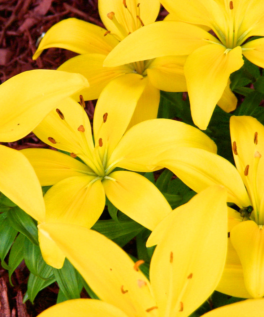 Oriental Lilies 1 JimmyMac210 just returned home from hospital Flickr