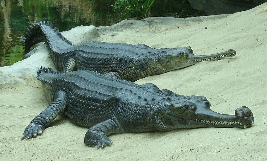 msh070814 Alligator relativethe Indian crocodile a photo on Flickriver
