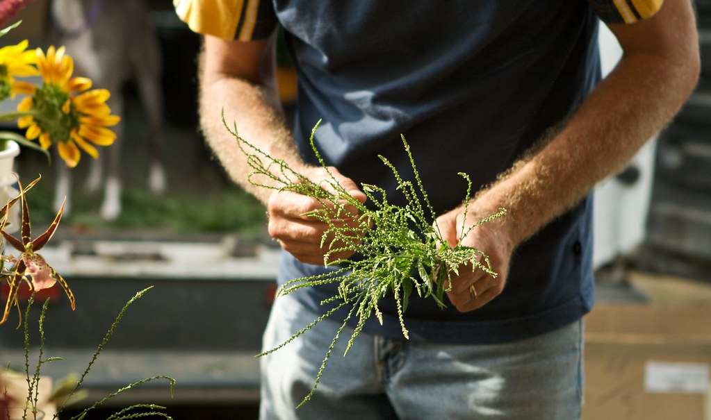 Lavender at the Market Nellysford, Virginia. White lavende… Flickr