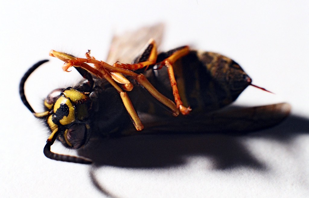 Dead Yellowjacket Wasp Macro My first experimental shot wi… Flickr