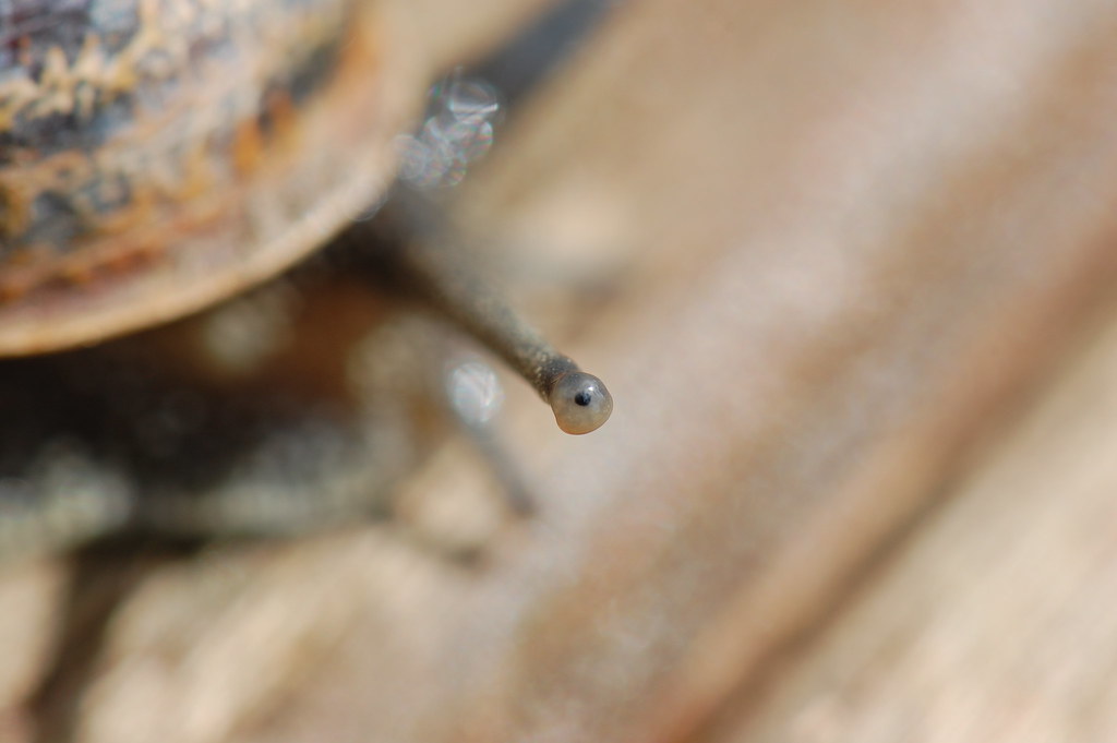 Snail Eye The Greenhill's Flickr