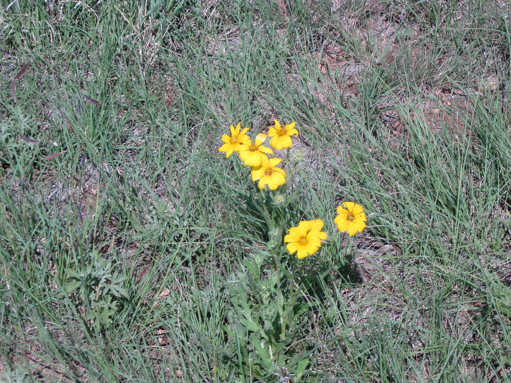 Wild Flowers Wild Flowers near Wagon Mound, NM. Okey Barker Flickr