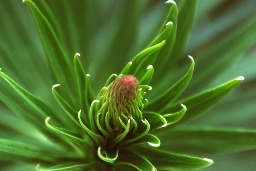 Pacific Grove Greens & Reds Alan Flickr