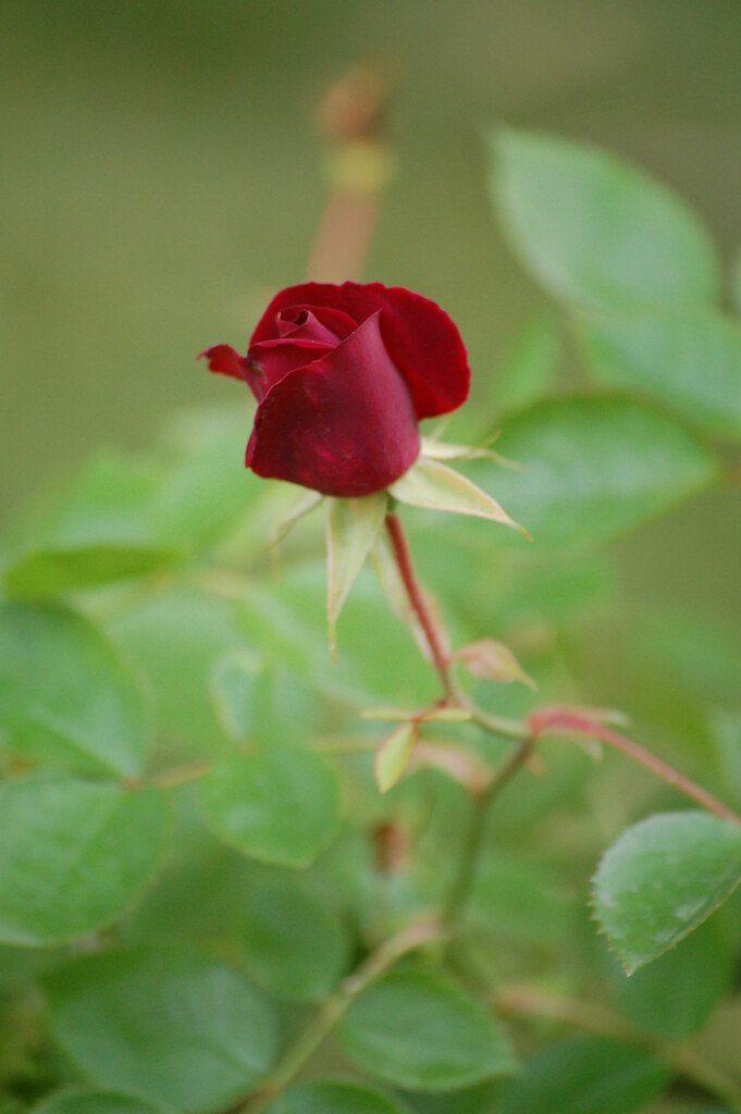 Rose On the dying rose bush in our backyard Jessica McAllister Flickr
