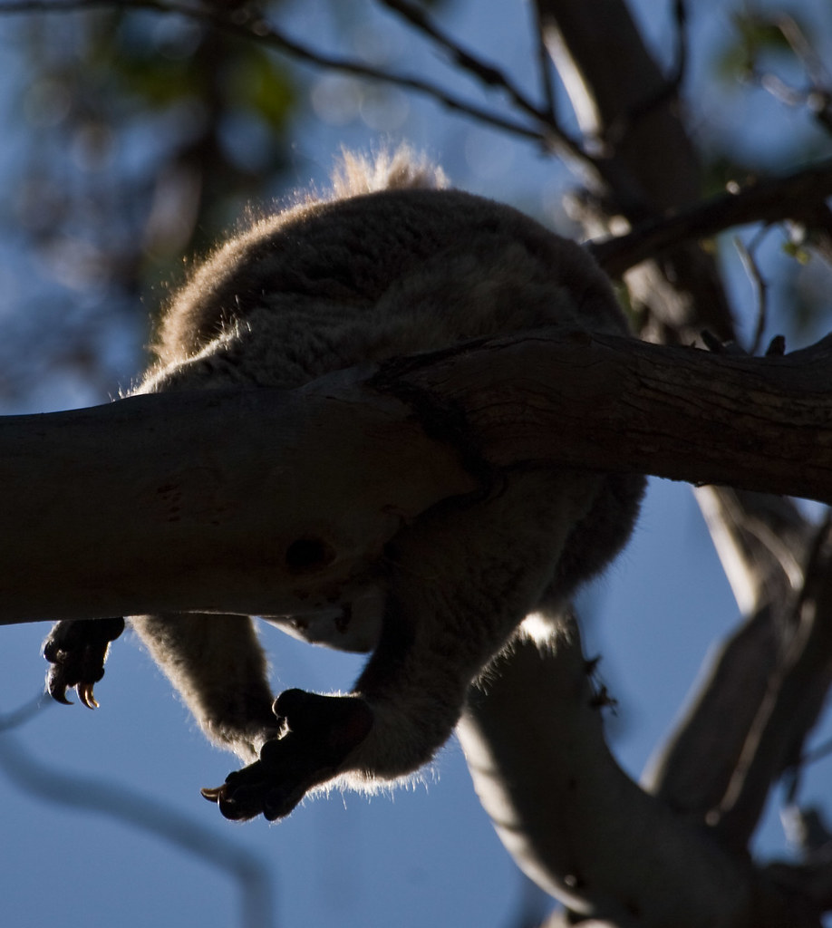 Koala claws alh1 Flickr