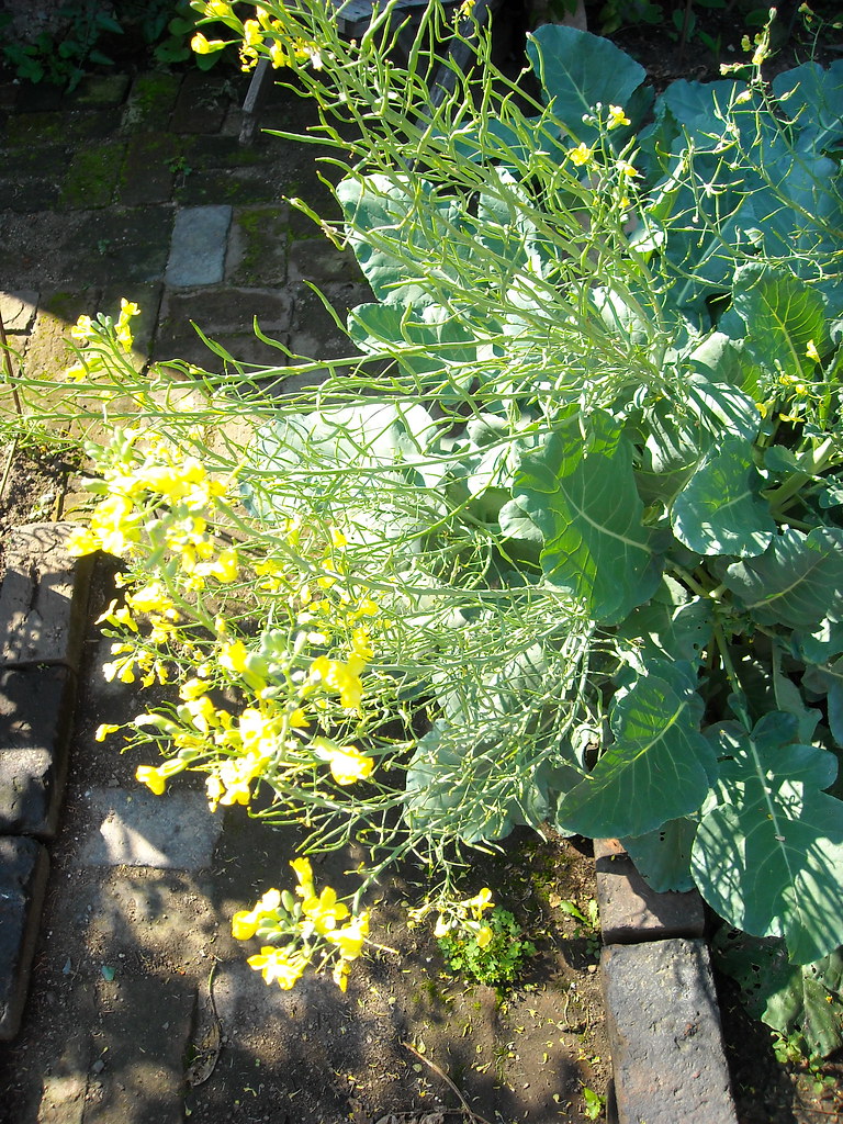 bolted broccoli When you eat broccoli, you are actually ea… Flickr