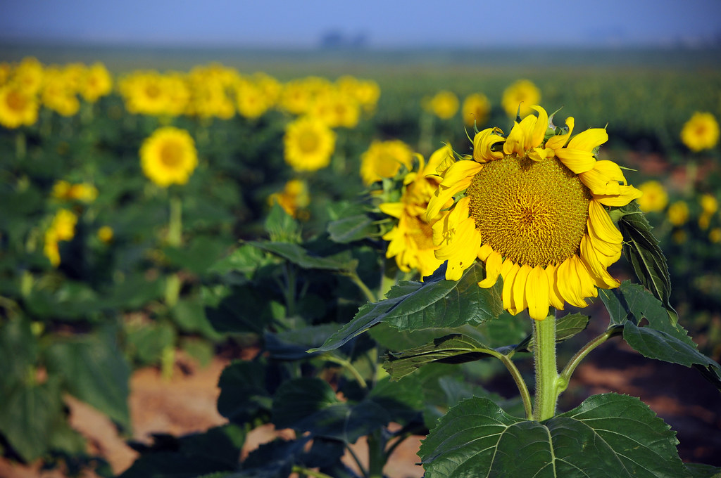 DSC_4584 Sunflower Lubbock Texas Crop South Plains Prairie… Flickr