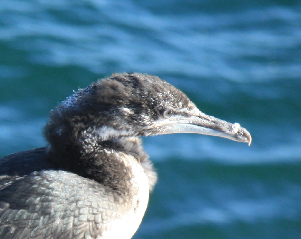 WA Cormorant in Esperance 271008 Jo Lyons Photography Flickr
