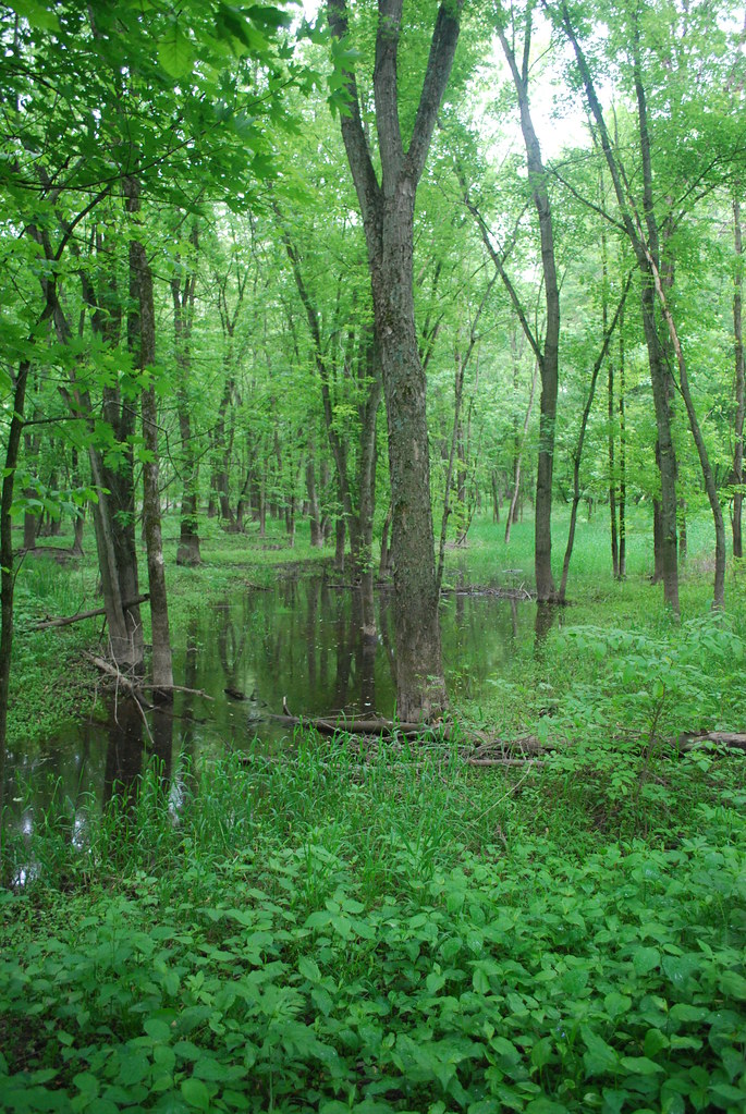 Bottomland Foreset Wauzeka Bottoms Wisconsin State Natural… Flickr