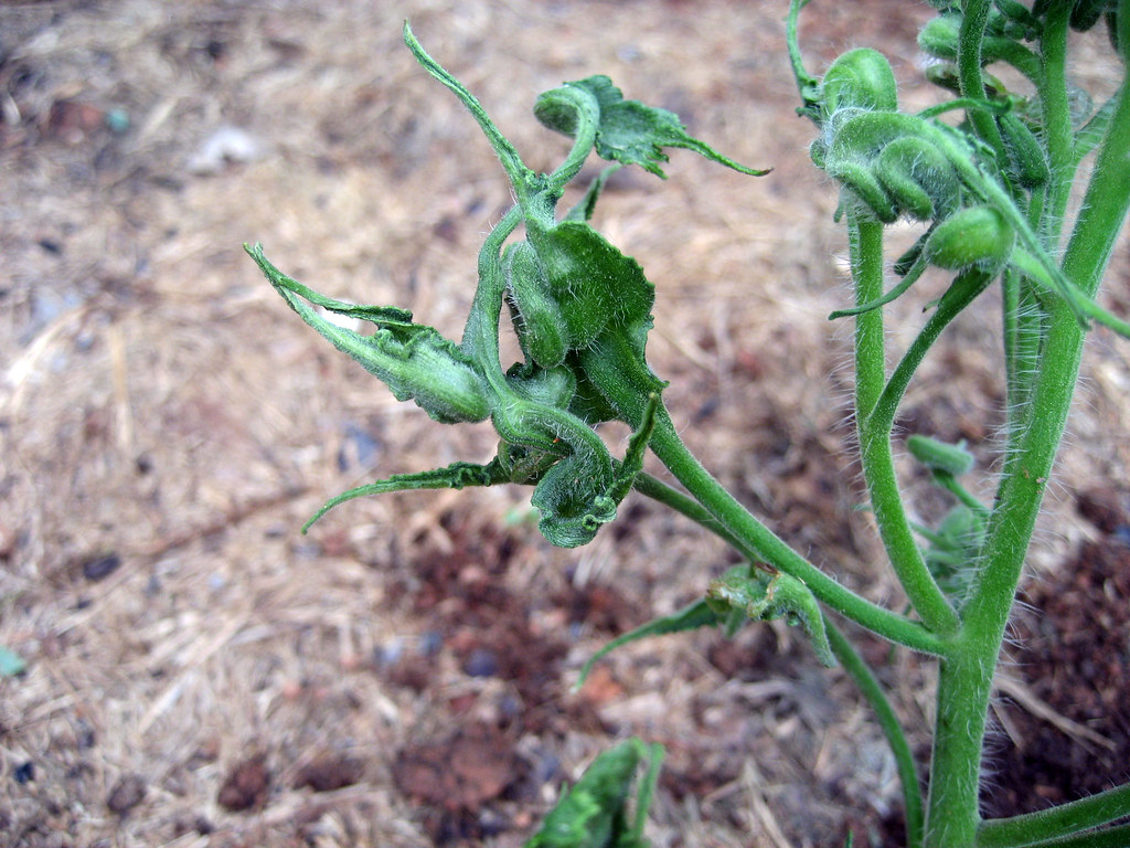 tomato plant with leaf roll The leaves are gnarled. This p… Flickr