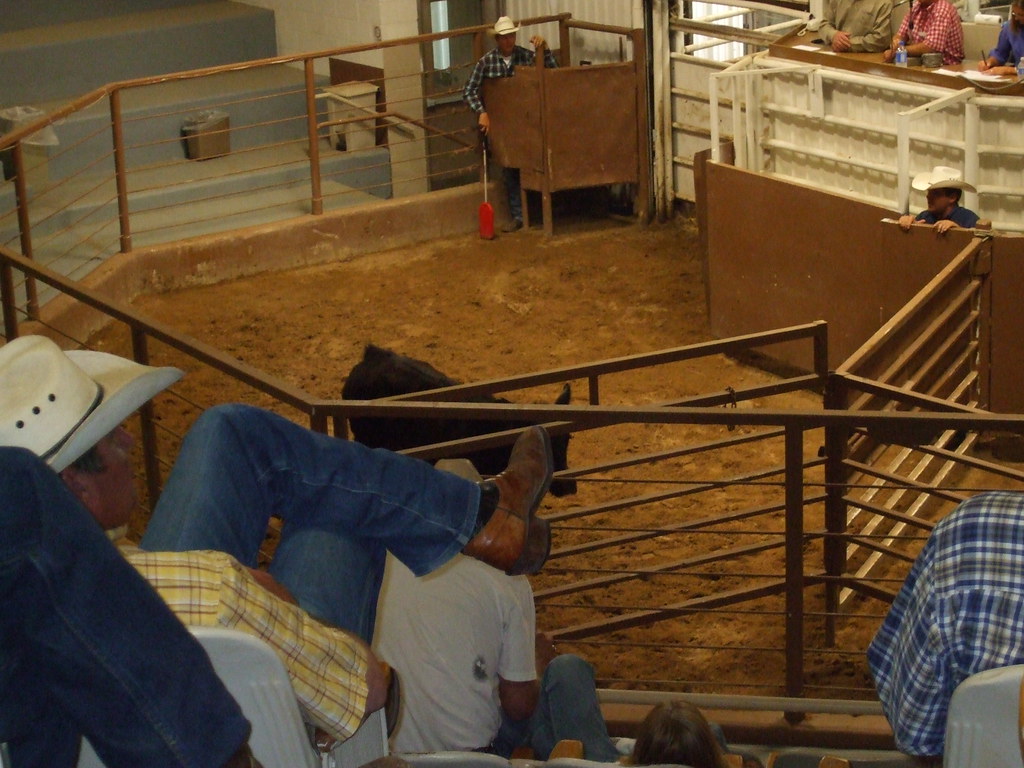 AMARILLO,TEXAS. LIVESTOCK AUCTION 6/10/2008.Amarillo,texas… J_Mixtli Flickr