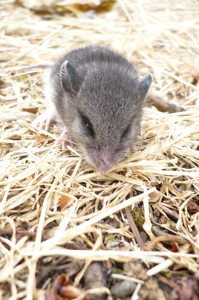 baby deer mouse happylittlefriend Flickr
