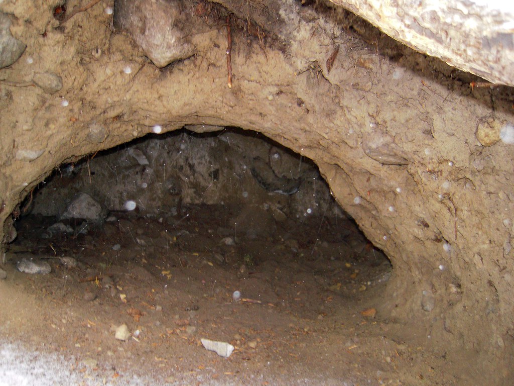 Wolf Den Interior This wolf den belonged to the Rose Creek… Flickr