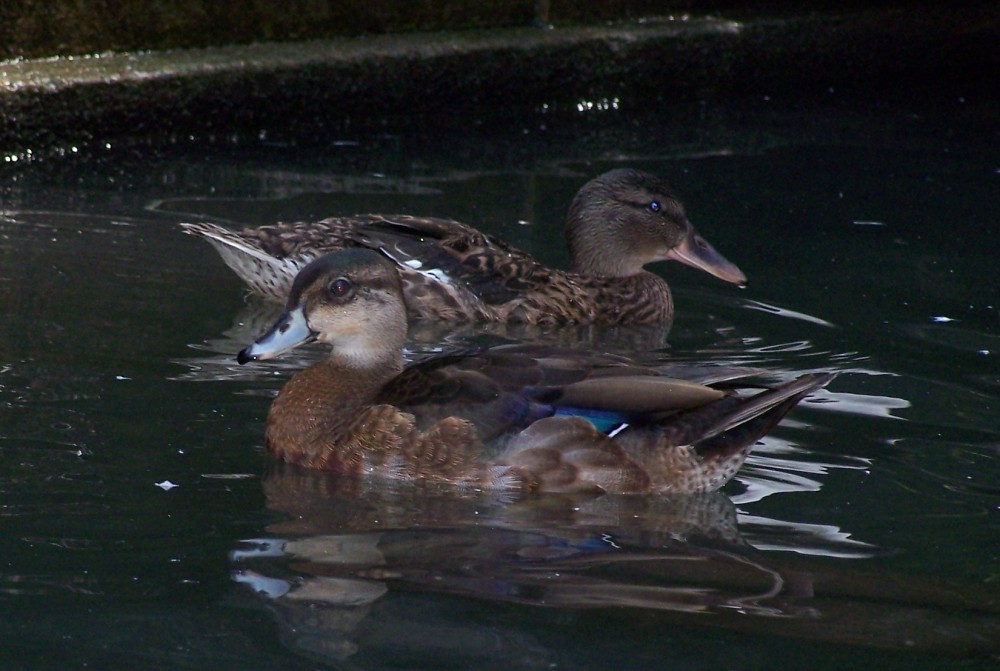 male hybrid Wood duck X Mallard end August 08 captive, Ger… Joern