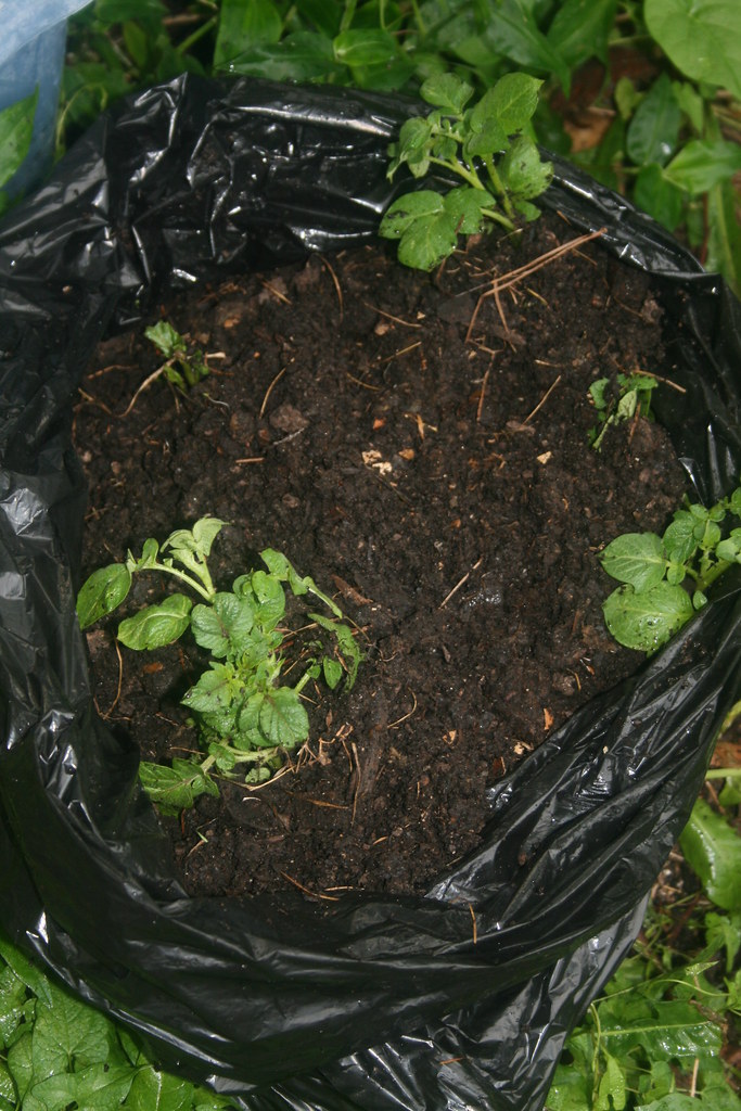 garden 007 growing potatoes in a garbage bag. fun! MK Campbell Flickr