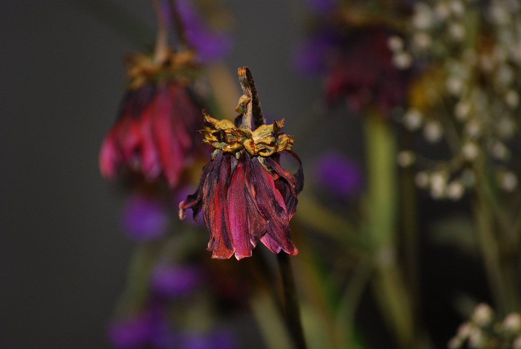 Day 53/366.....Spent Feb 22 053/366 More experimentation r… Flickr