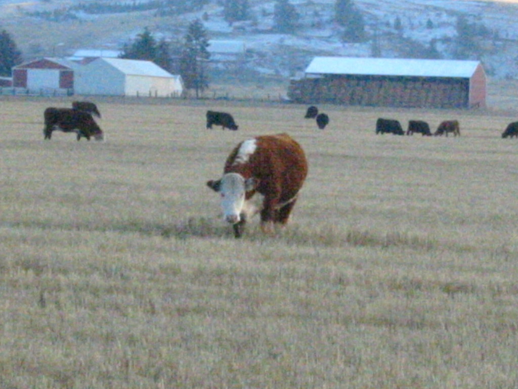 Cattle Espanola, Washington Katherine Bowman Flickr