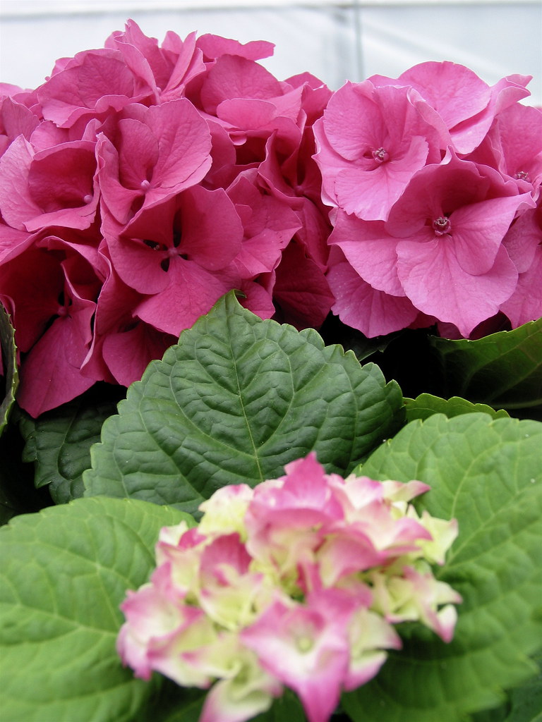 Wilson Farms greenhouse Elena Chesta Flickr