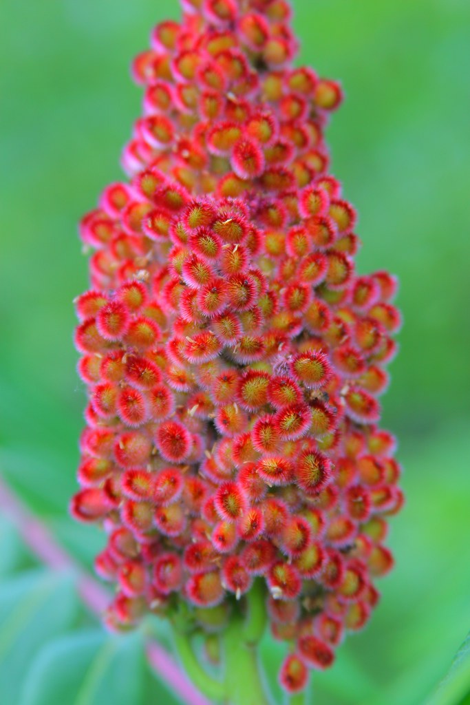 Staghorn Sumac Fruits Rhus hirta Dan Mullen Flickr