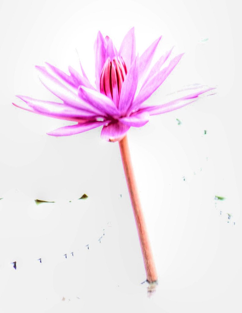 bunga merdeka garden, alor star.... lotus flower....snappe… Flickr