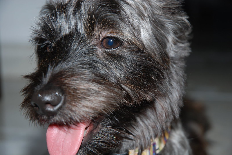 Westie Mix Breeds 18 Most Popular You Will Love (w/ Pictures)