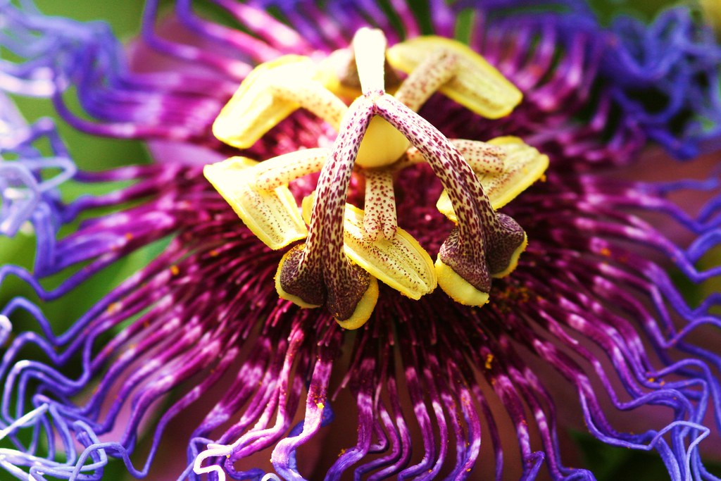 passion flower a wild passion flower growing along janes s… Flickr