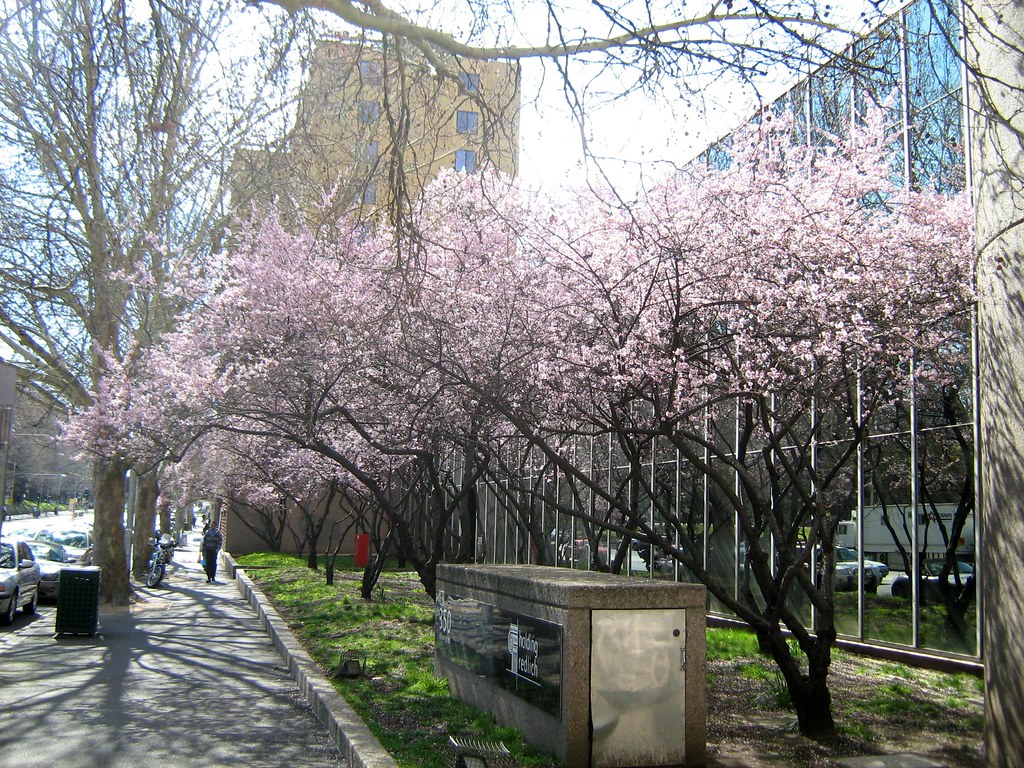 flowers1 Cherry Blossoms Williams St Melbourne August 2008