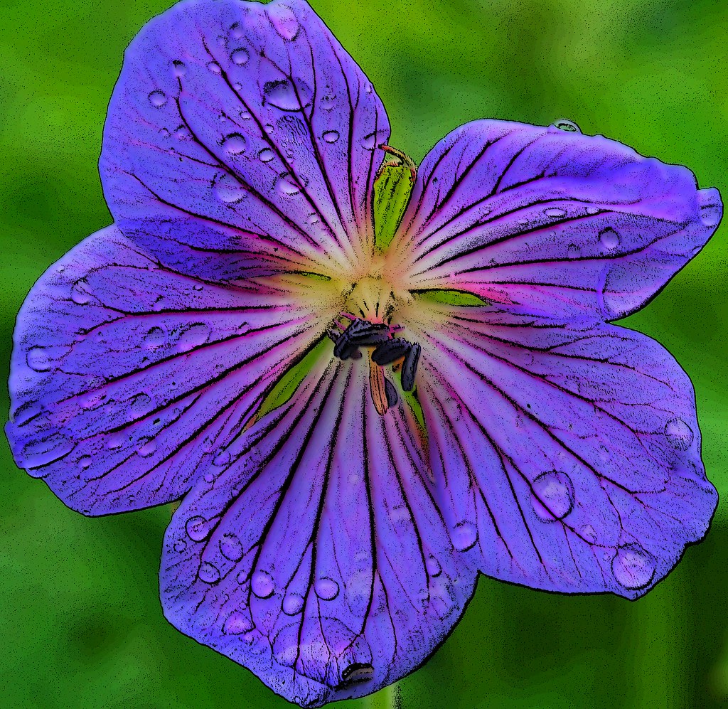 From Valley Of Flowers.. This beauty is from Valley of Flo… Flickr