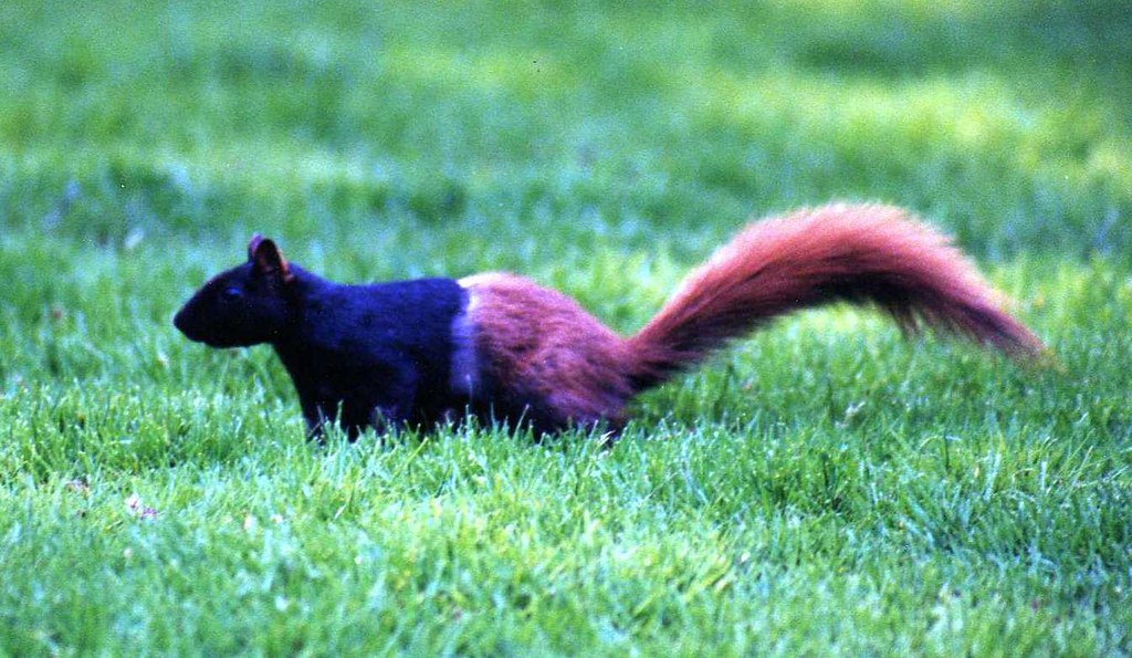 Black/brown squirrel I think the black squirrel was sheddi… Flickr