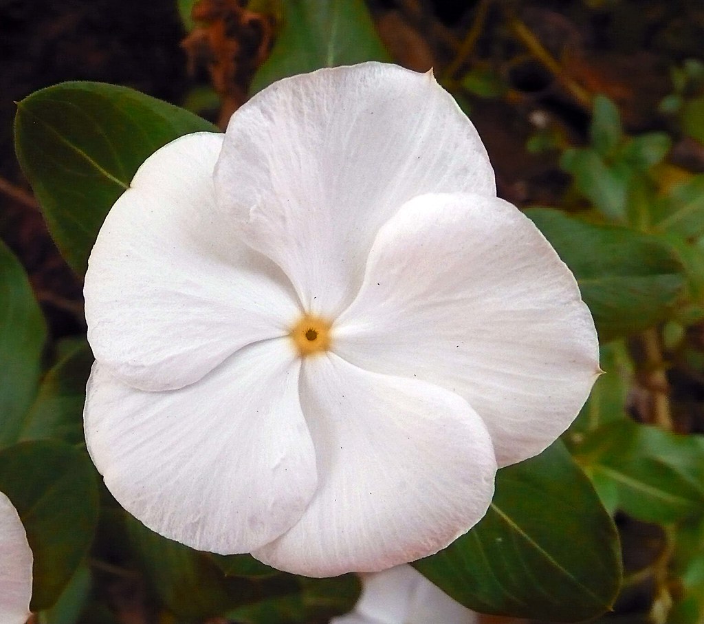White Vinca White vinca flower from my friend's garden in … Flickr