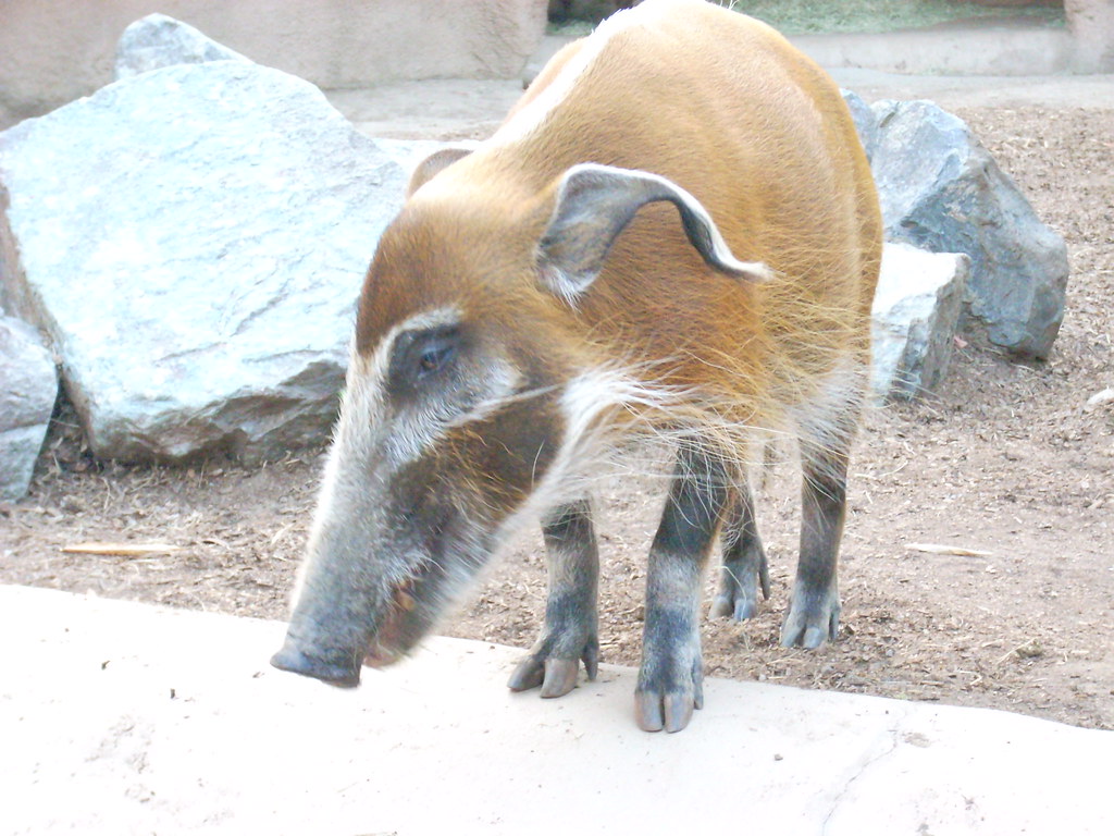 Some kinda piglike animal veerocks Flickr