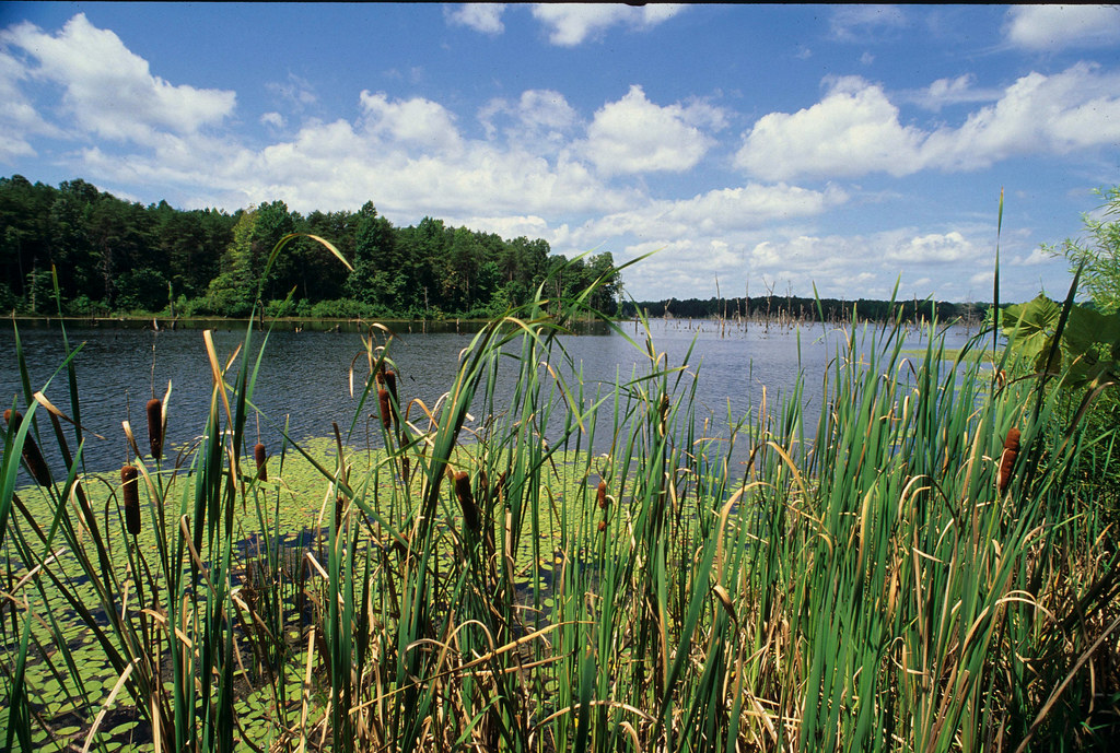 Briery Creek WMA Although Briery Creek means fishing to mo… Flickr
