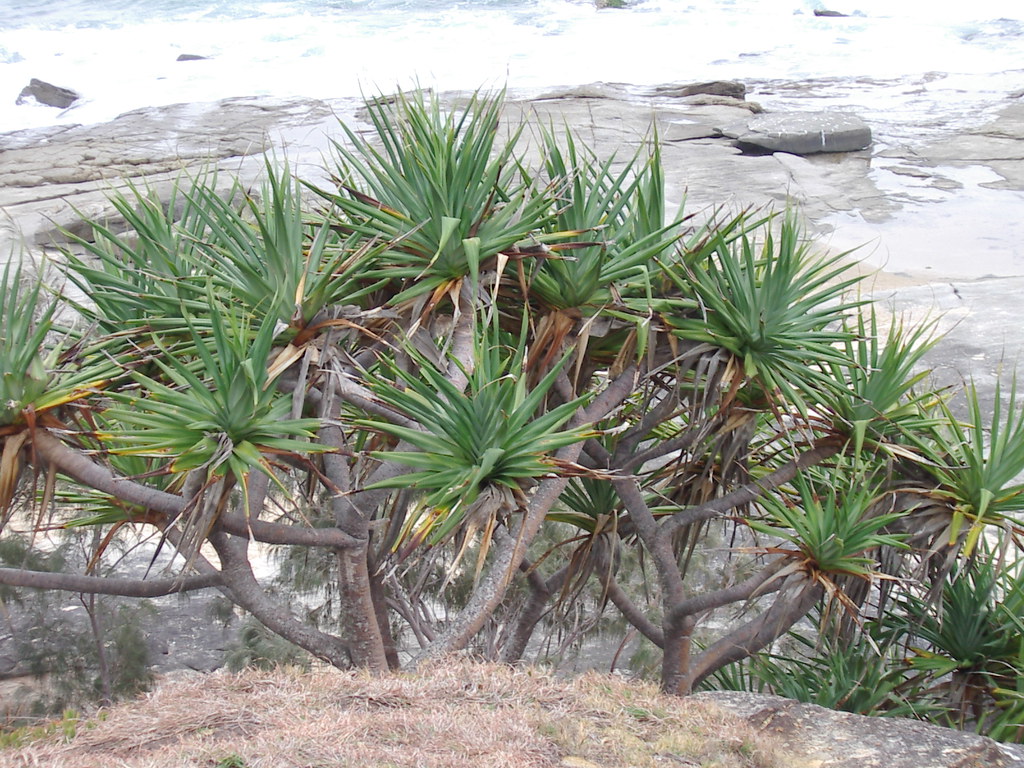 plants at Yamba Head j f Flickr