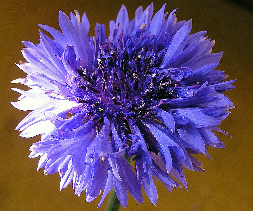 Centaurea Fiordaliso....Cornflower...fleur de lis....Kornb… Flickr