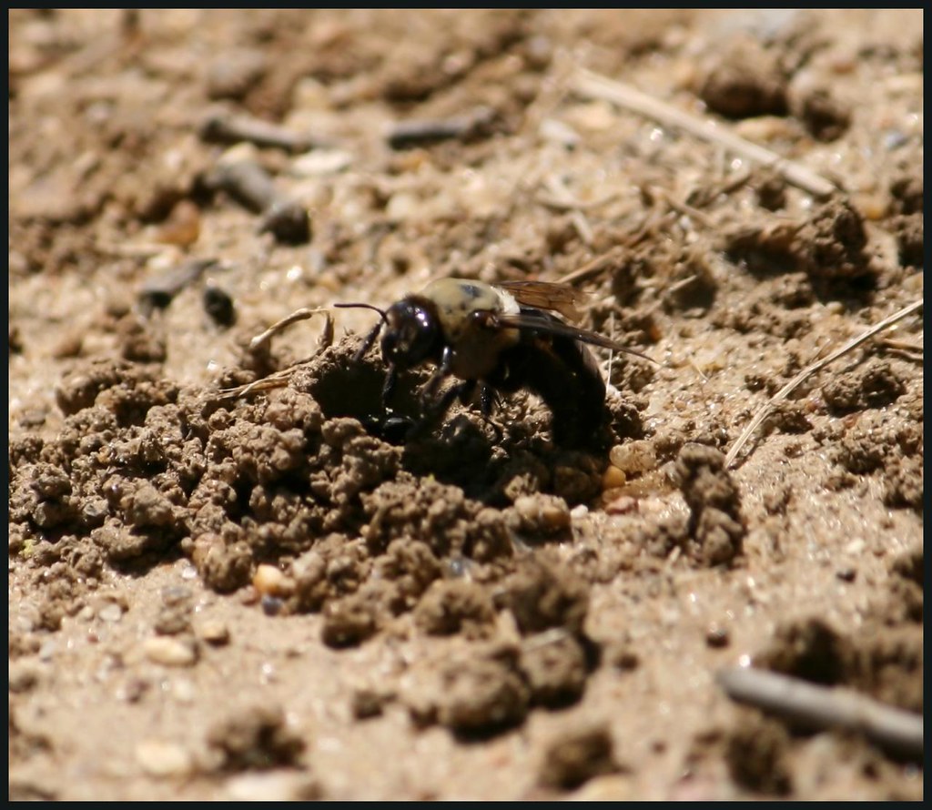 Cave Bee Lynda and I were out for a walk and noticed this … Flickr