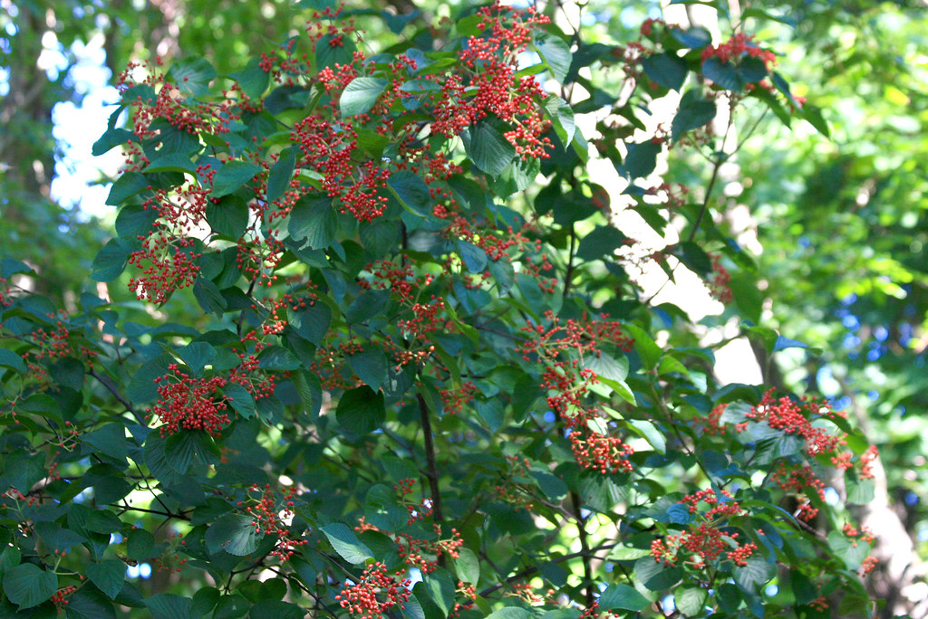 IMG_7593 Arrowwood Viburnum berries I just noticed that th… Flickr