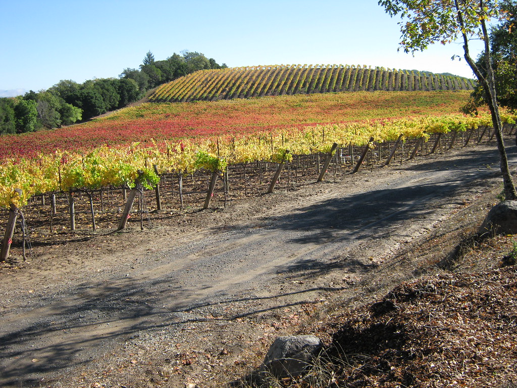 IMG_0383 Vineyard, Trenton Road, Sonoma County, California… Steven