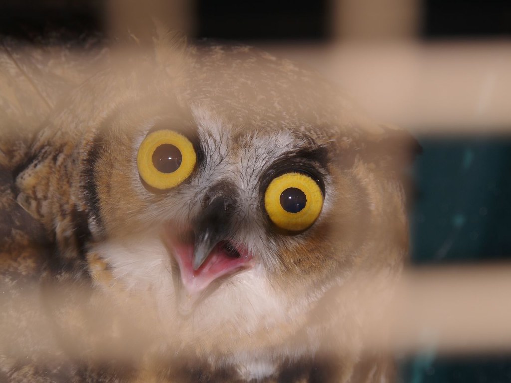 great horned owl This Big fellow got stuck inside a battin… Flickr