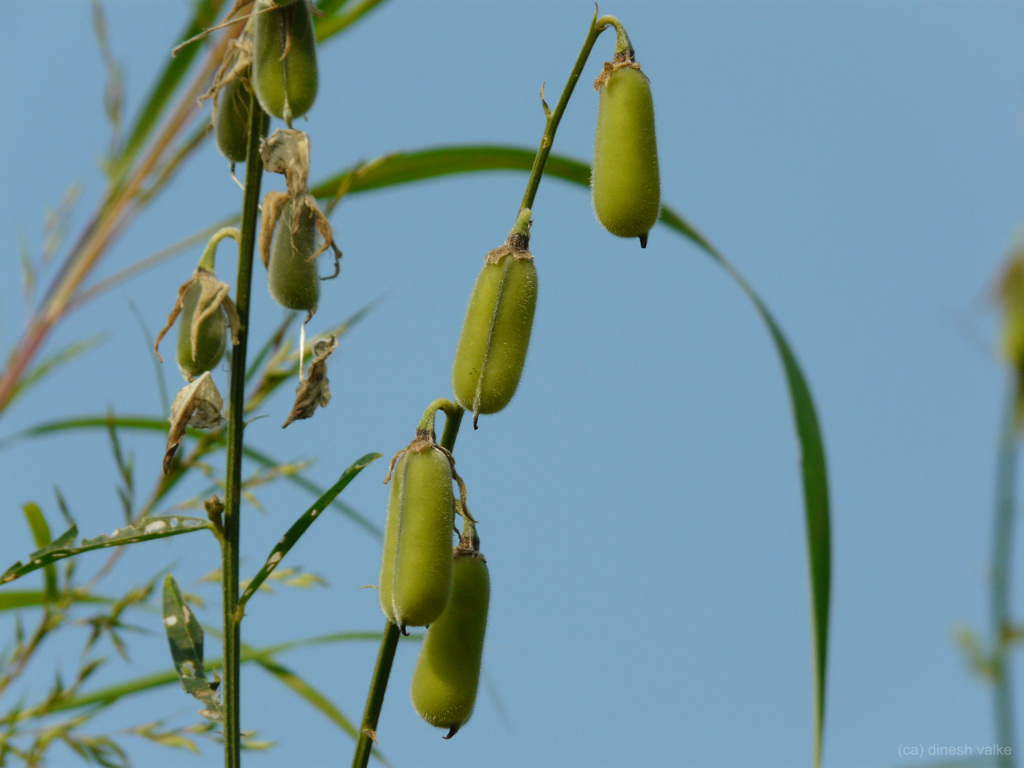 Sonabu (Konkani सोणबु) Fabaceae (pea, or legume family) »… Flickr