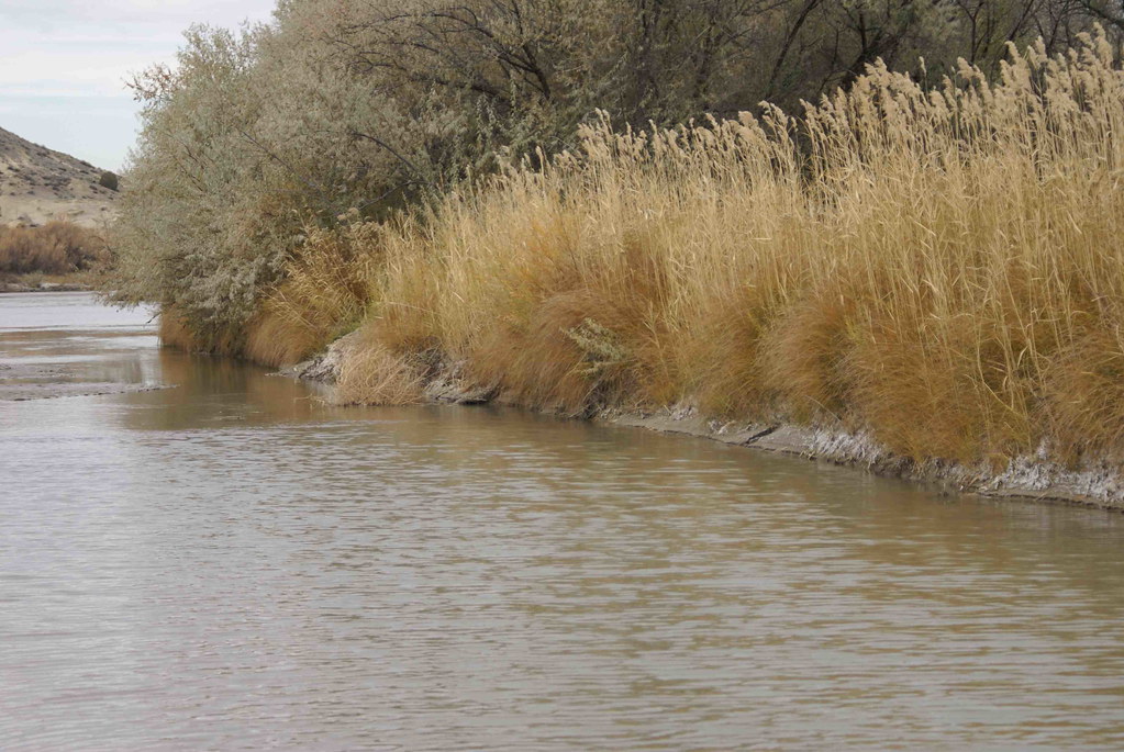 bank of the Animas The Animas River, Farmington, NM handmaidleah