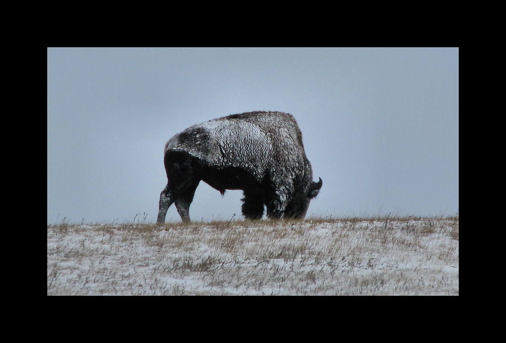 Snow Bull a photo on Flickriver