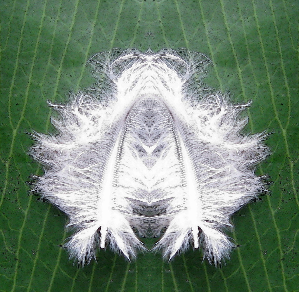 bird in plume Aren't mirrors great things to play around w… Darwin