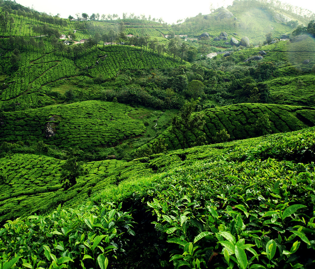 Tea plantations in the rain Anya Langmead Flickr