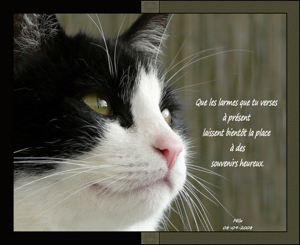 Félixlechatange par Dan Merci Dan (Mousseline). Cet hom… Flickr