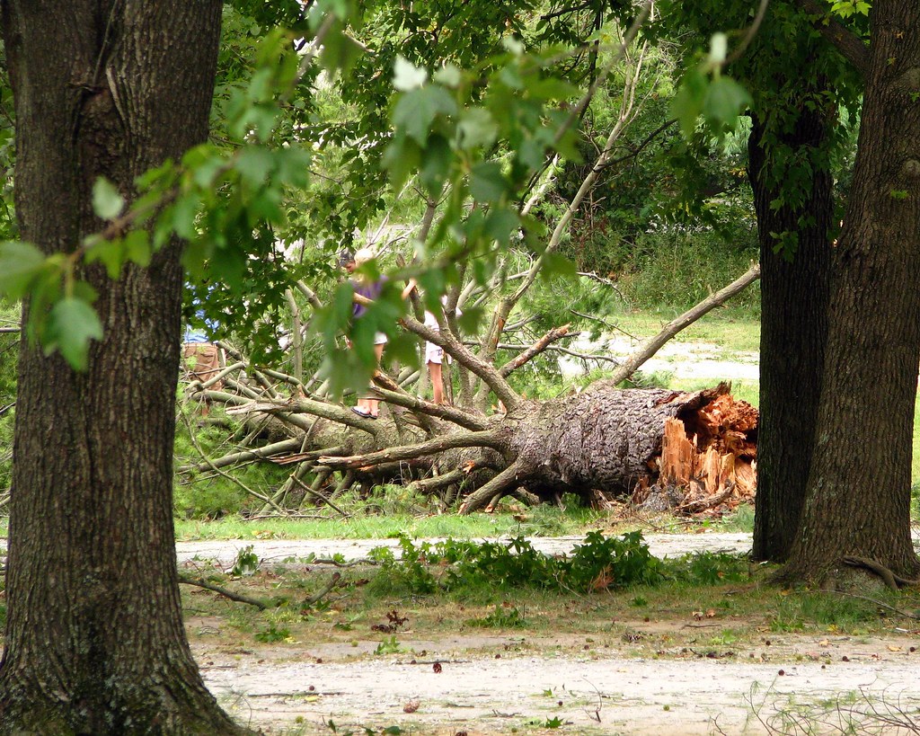 Paducah KY wind damage Lone Oak ball park Trees, power l… Flickr