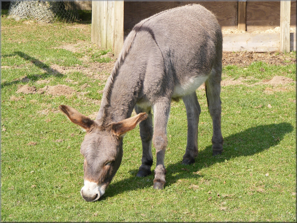 Donkey Cross on back Whipsnade Zoo Paul Flickr