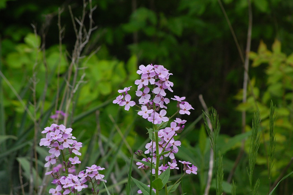 lillies of the field wildflowers and weeds can be beautifu… Mark